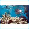Snorkeling Corals